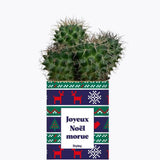 Joyeux Noël Morue - Plante Cactus varié