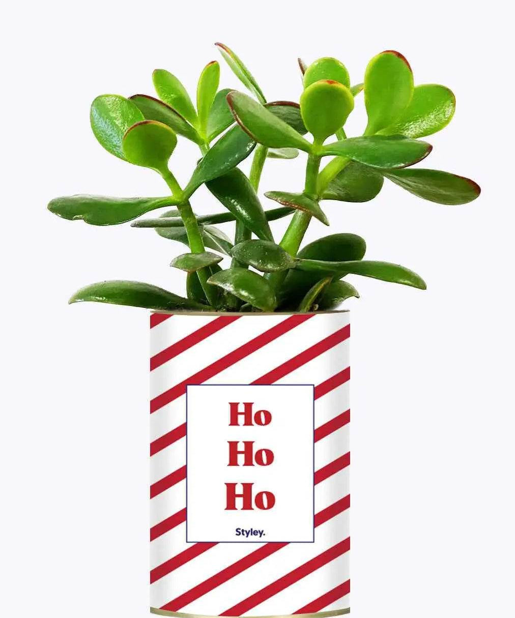 HO HO HO - Plante Crassula varié