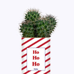 HO HO HO - Cactus