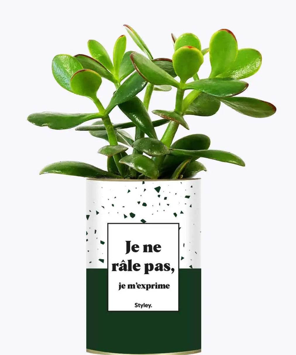 Je ne râle pas - Plante Crassula varié