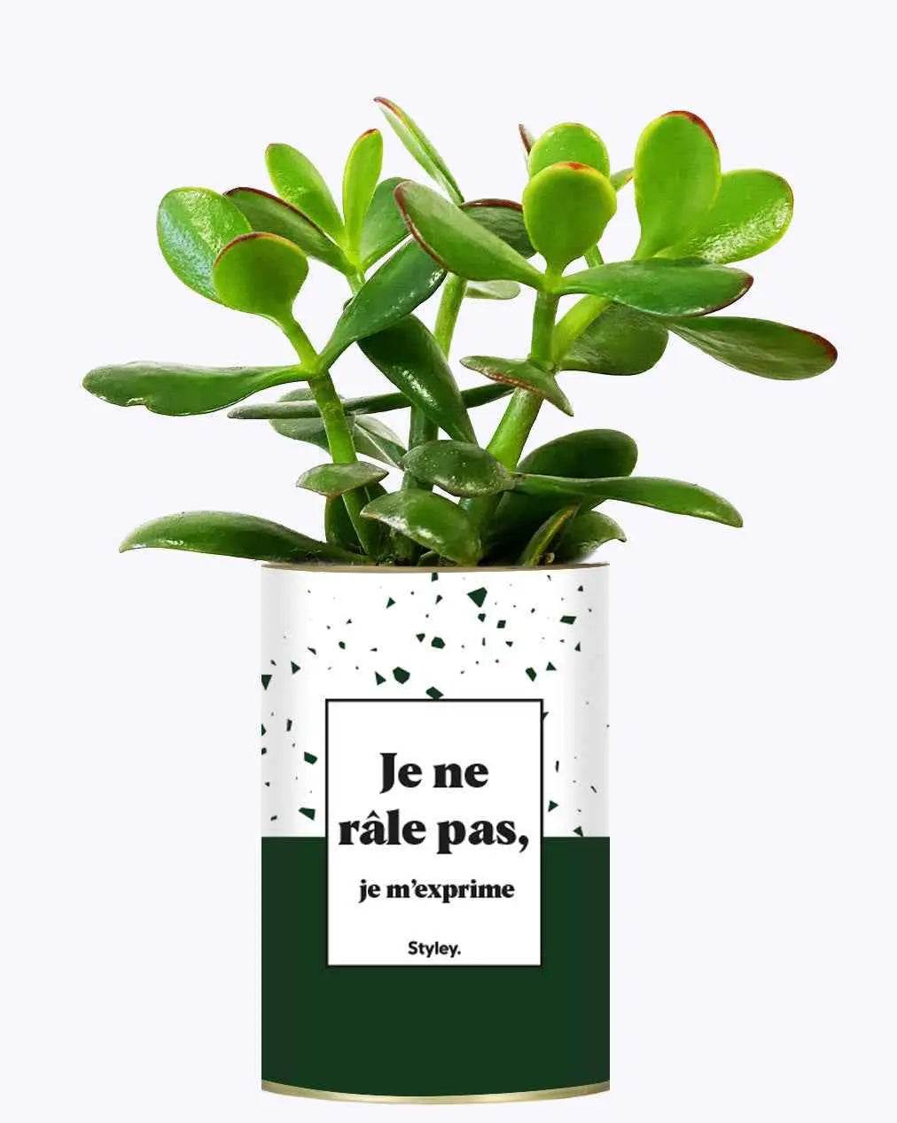 Je ne râle pas - Plante Crassula varié