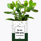 Je ne râle pas - Plante Crassula varié