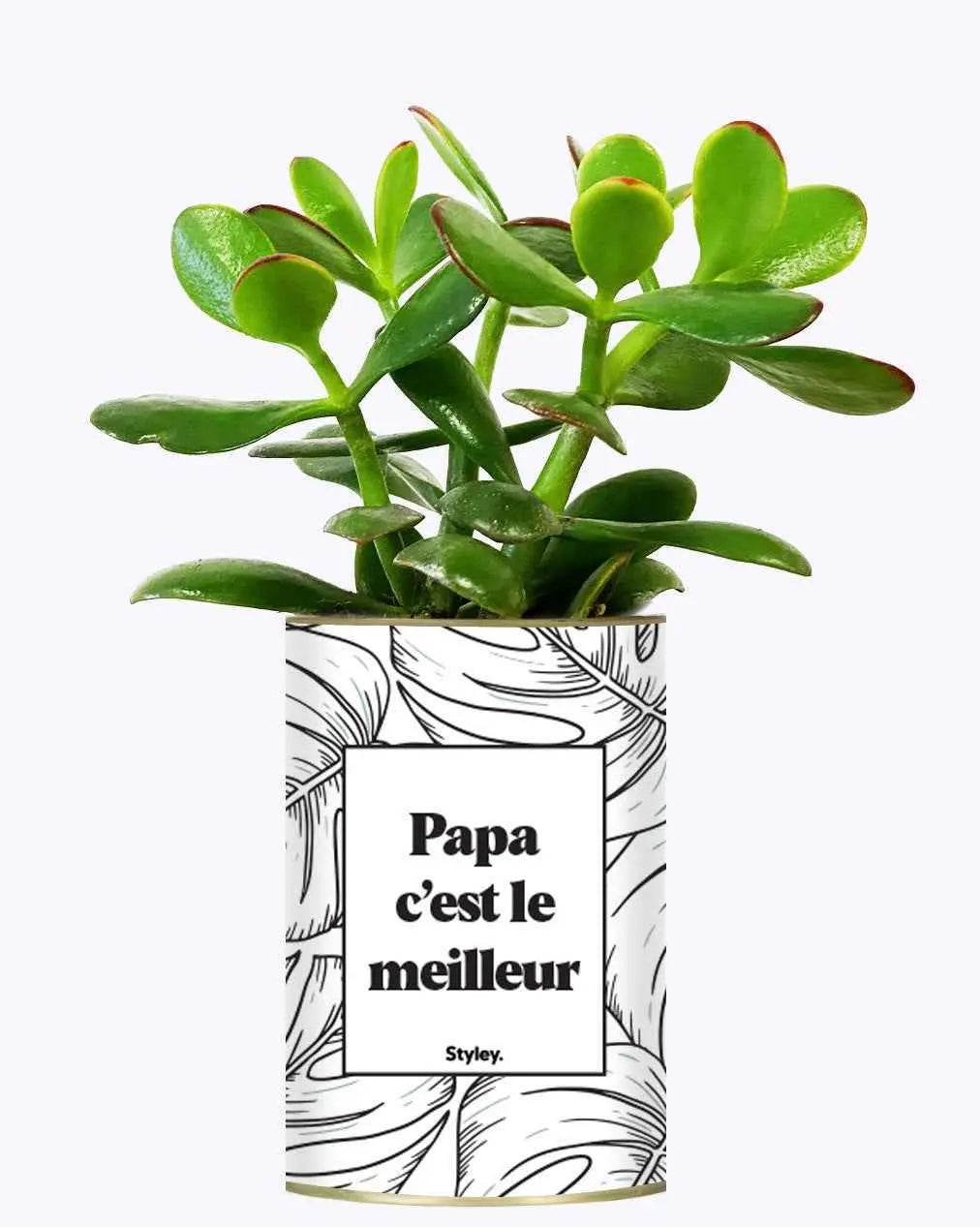 Papa c'est le meilleur - Plante Crassula varié