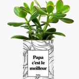 Papa c'est le meilleur - Plante Crassula varié