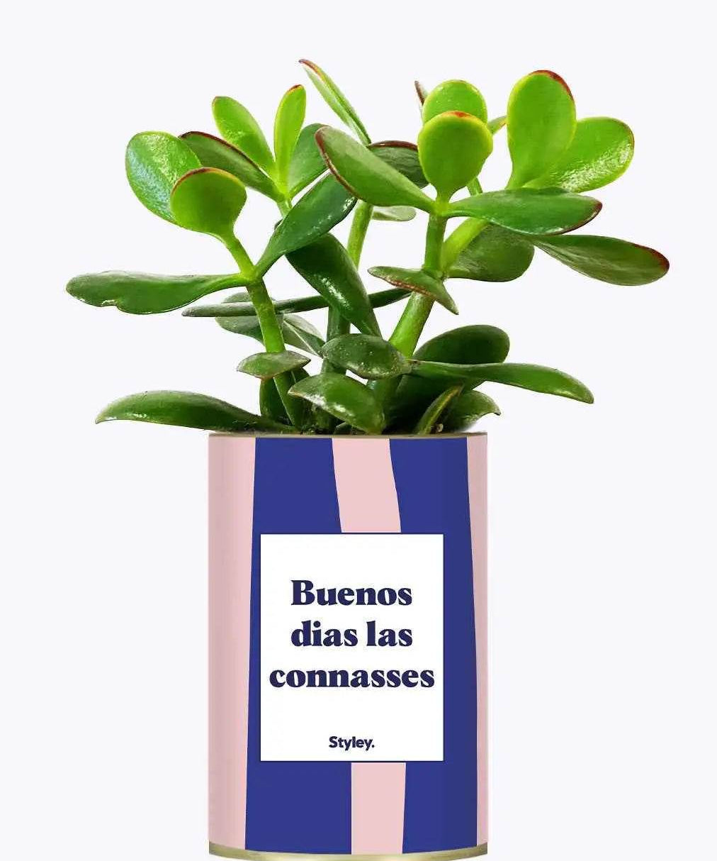 Buenos dias las connasses - Cactus