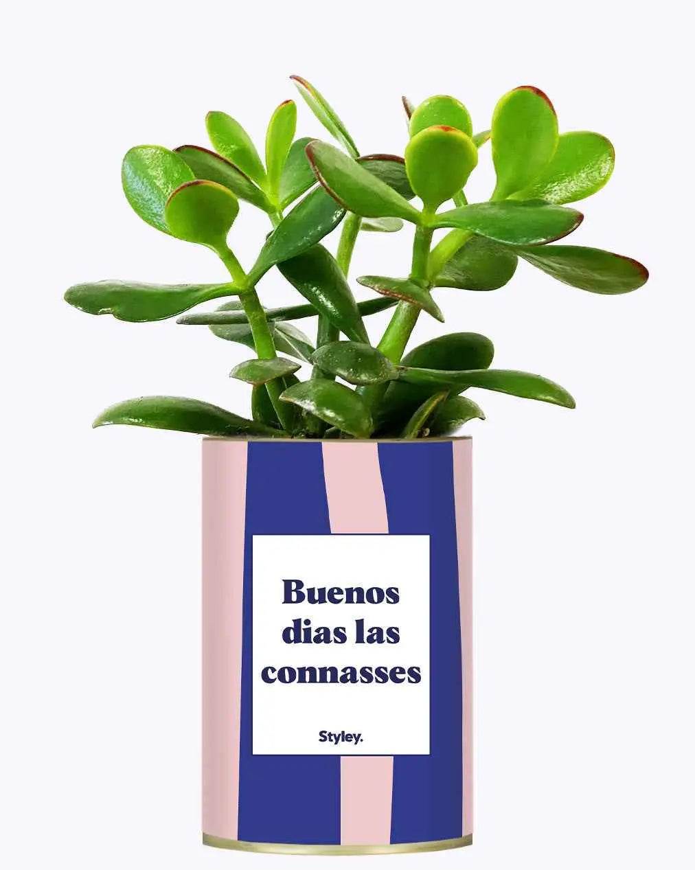 Buenos dias las connasses - Plante Crassula varié