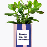 Buenos dias las connasses - Plante Crassula varié