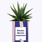 Buenos dias las connasses - Cactus