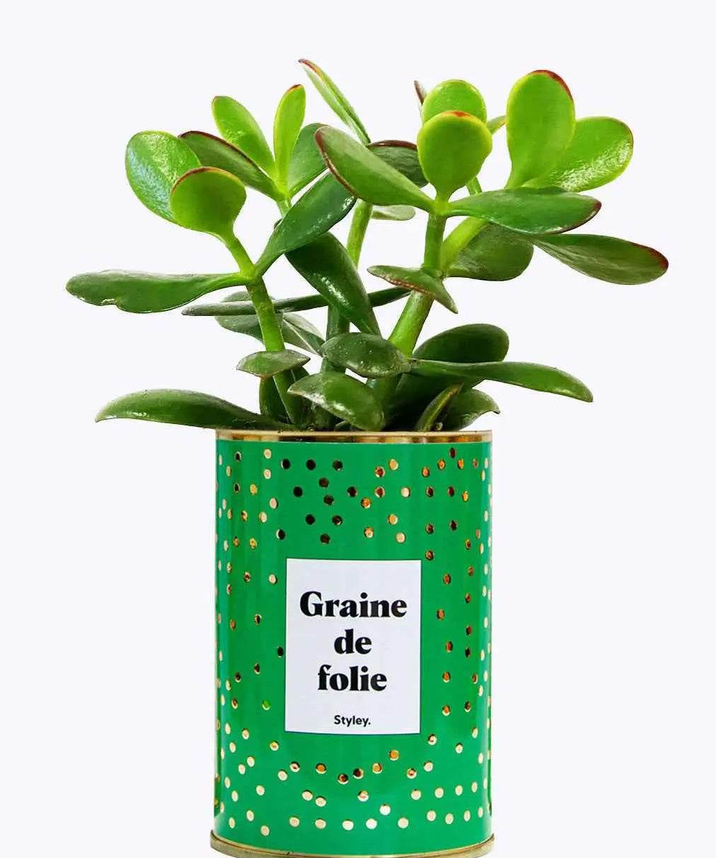 Graine de folie - Plante Crassula varié