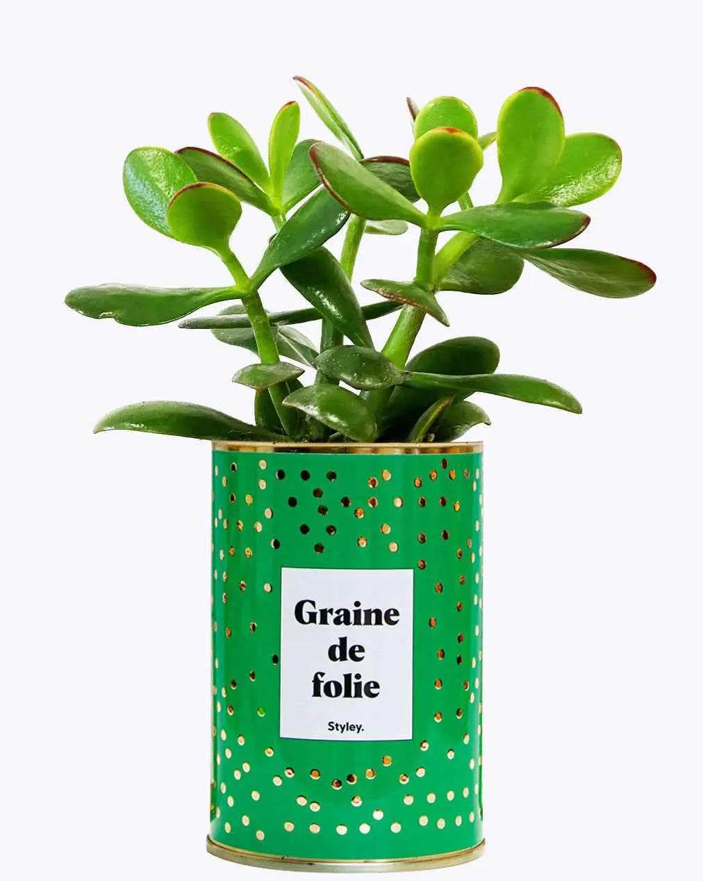 Graine de folie - Plante Crassula varié