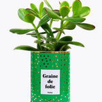 Graine de folie - Plante Crassula varié