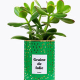 Graine de folie - Plante Crassula varié