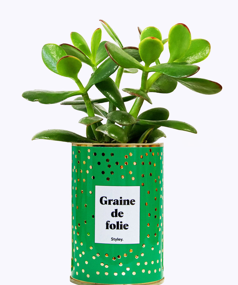 Graine de folie - Cactus