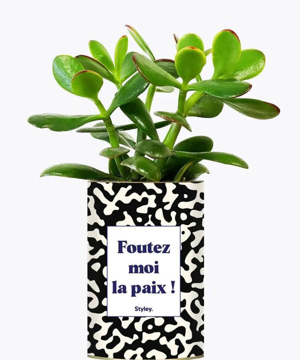 Foutez moi la paix - Plante Crassula varié