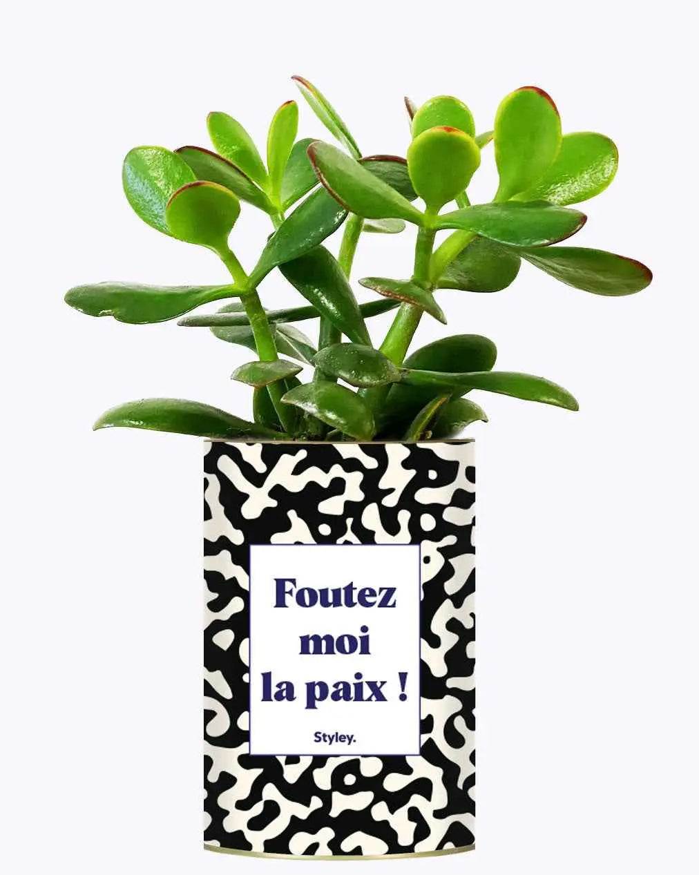 Foutez moi la paix - Plante Crassula varié