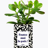 Foutez moi la paix - Plante Crassula varié