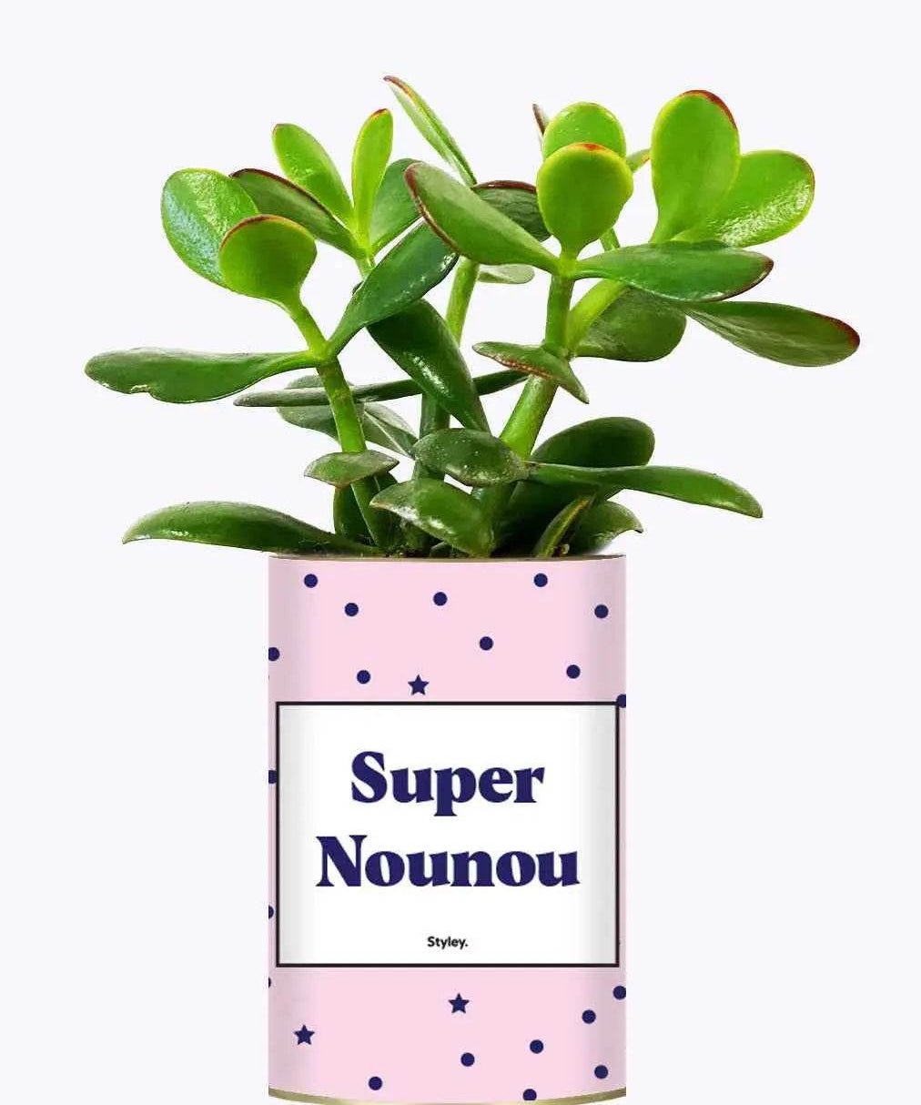 Super Nounou - Plante Crassula varié