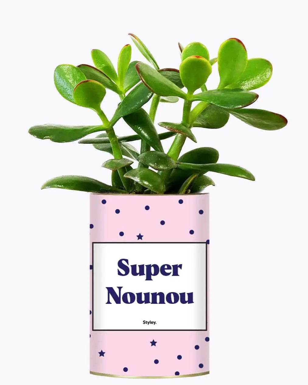 Super Nounou - Plante Crassula varié