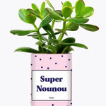 Super Nounou - Plante Crassula varié