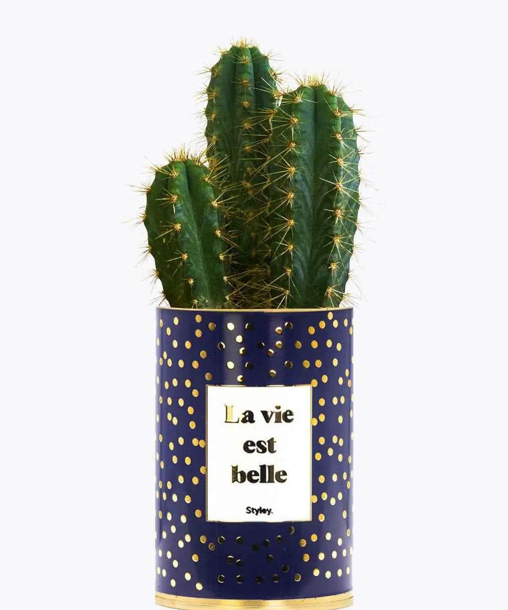 La vie est belle - Plante - Finitions Gold Cactus varié