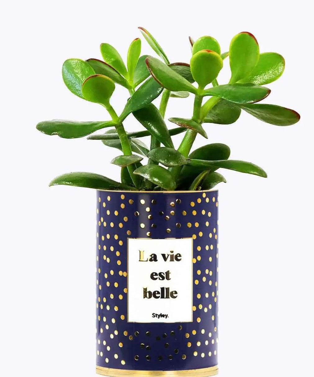 La vie est belle - Plante - Finitions Gold Crassula varié