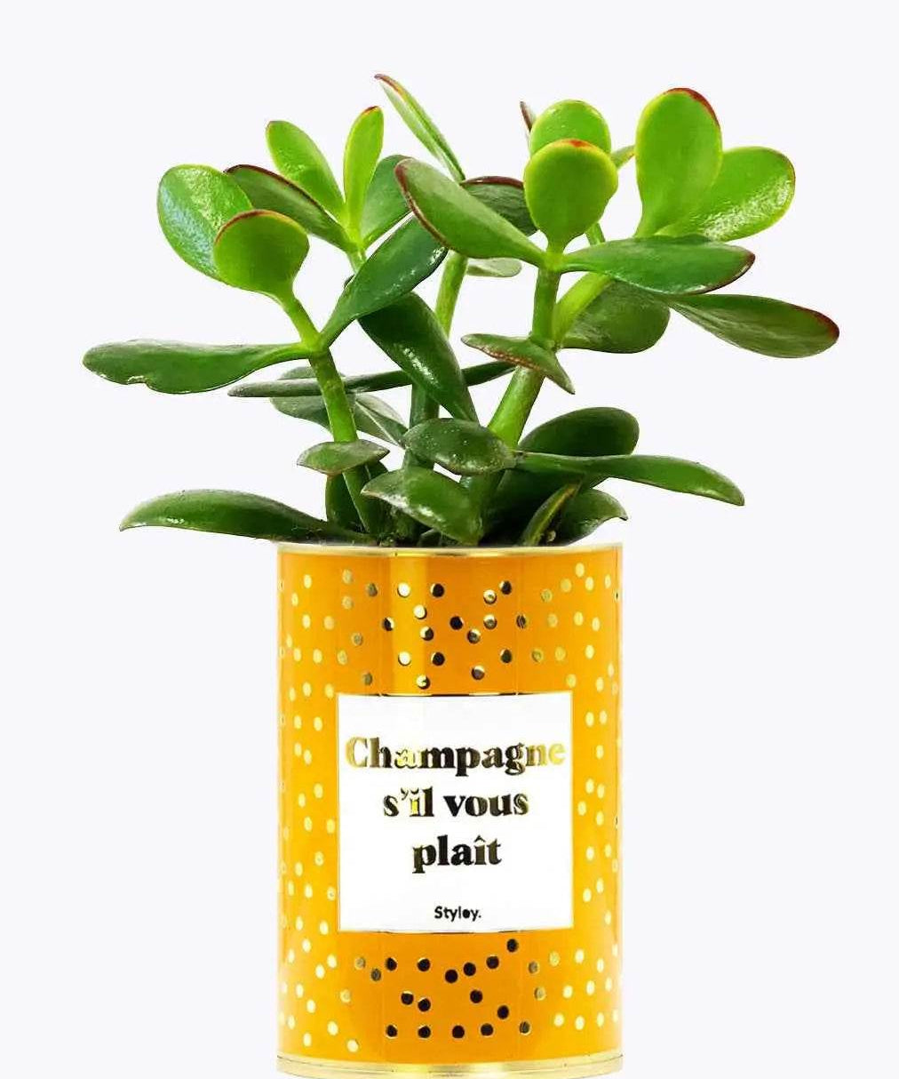 Champagne s'il vous plaît - Plante - Finitions gold Crassula varié