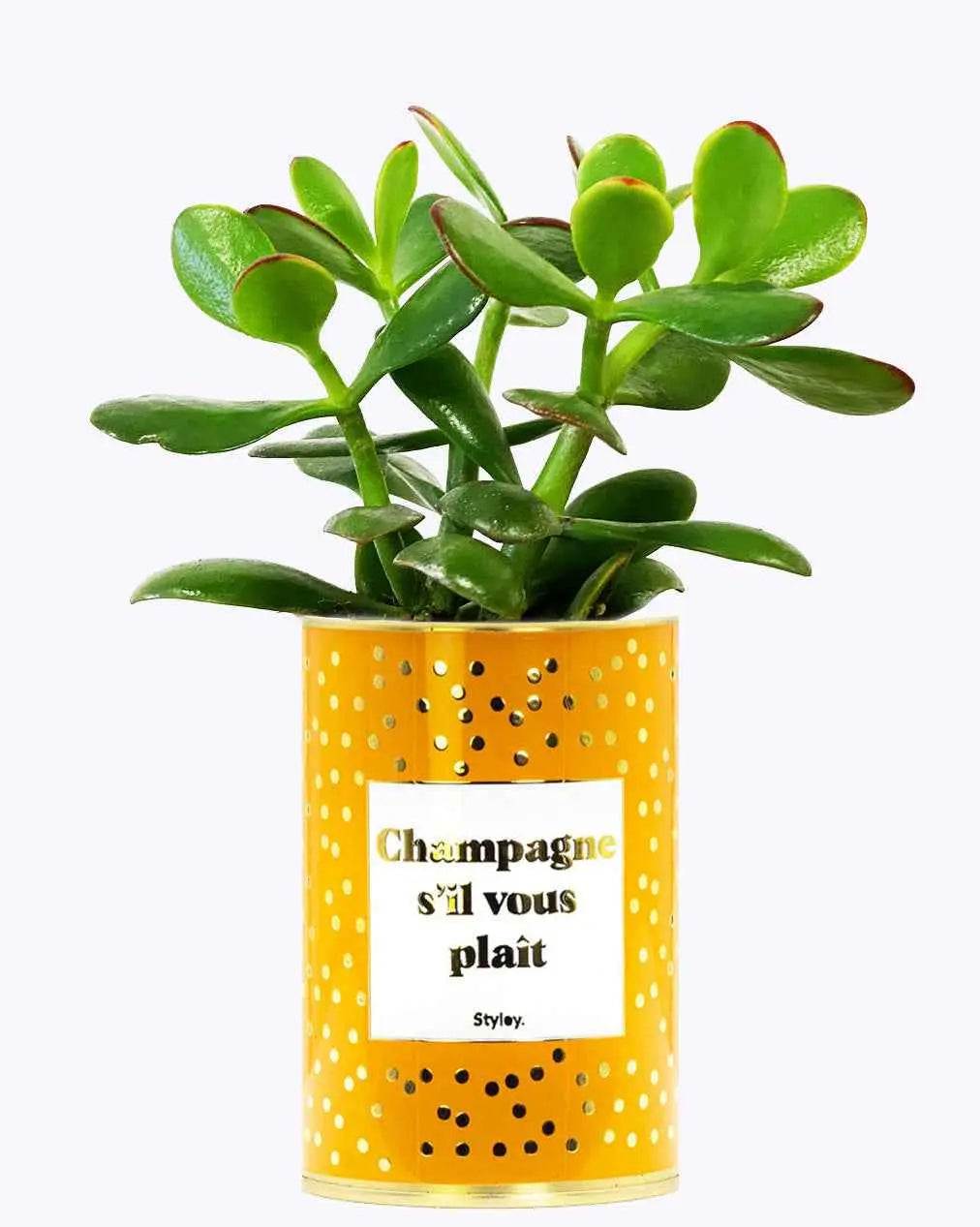 Champagne s'il vous plaît - Plante - Finitions gold Crassula varié