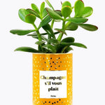 Champagne s'il vous plaît - Plante - Finitions gold Crassula varié