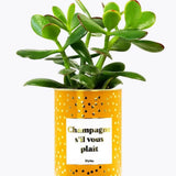 Champagne s'il vous plaît - Plante - Finitions gold Crassula varié