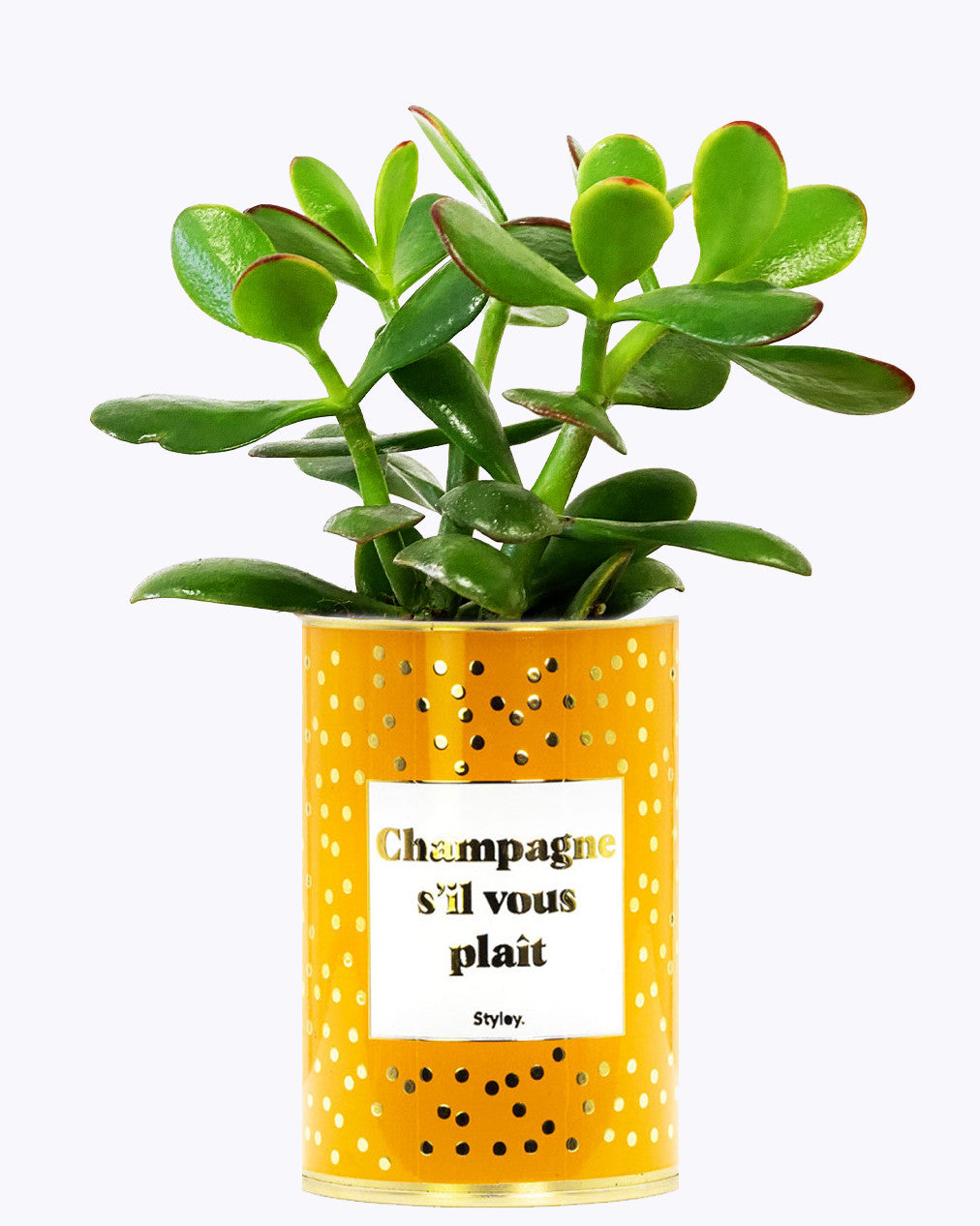 Champagne s'il vous plaît - Cactus - Finitions gold