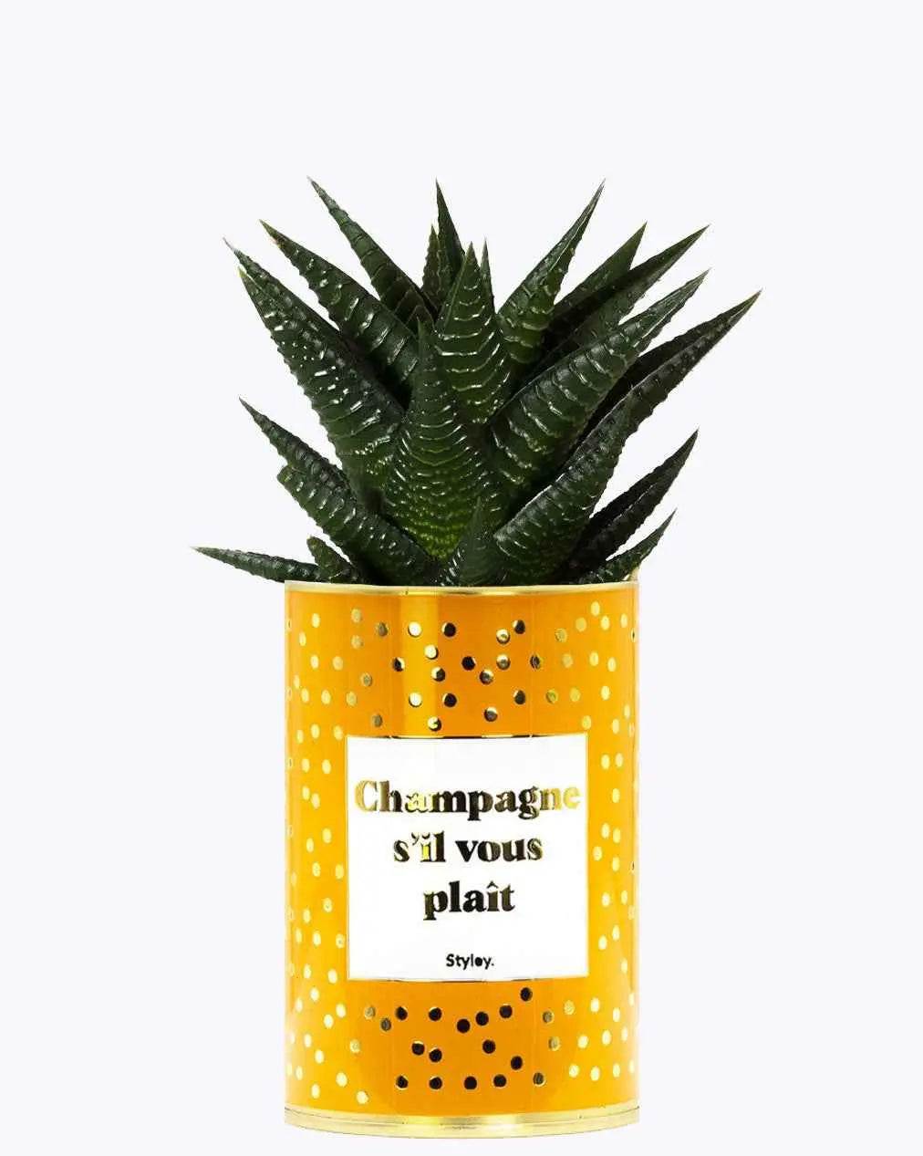 Champagne s'il vous plaît - Plante - Finitions gold