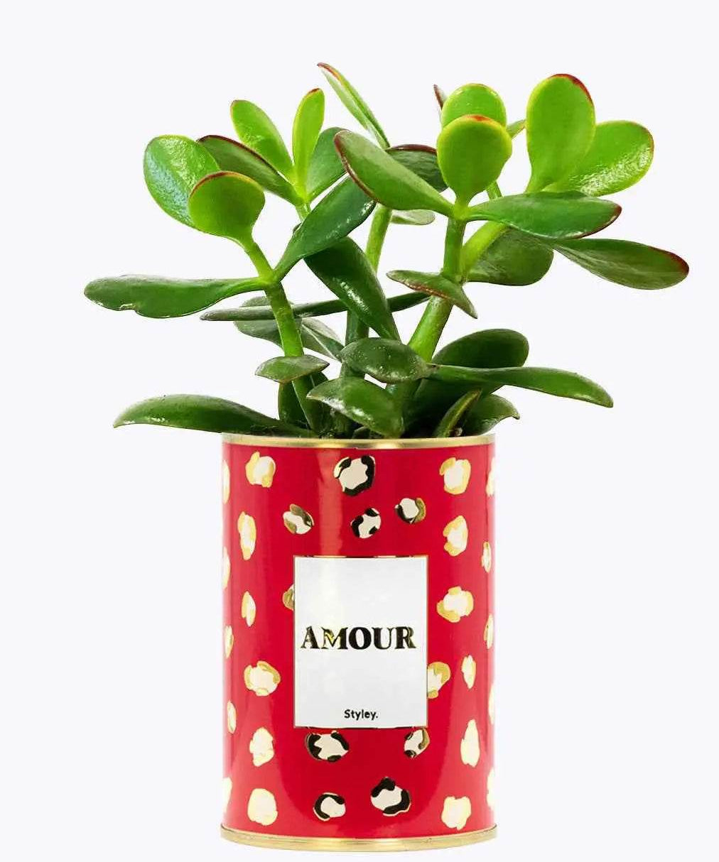 Amour - Plante - Finitions gold Crassula varié