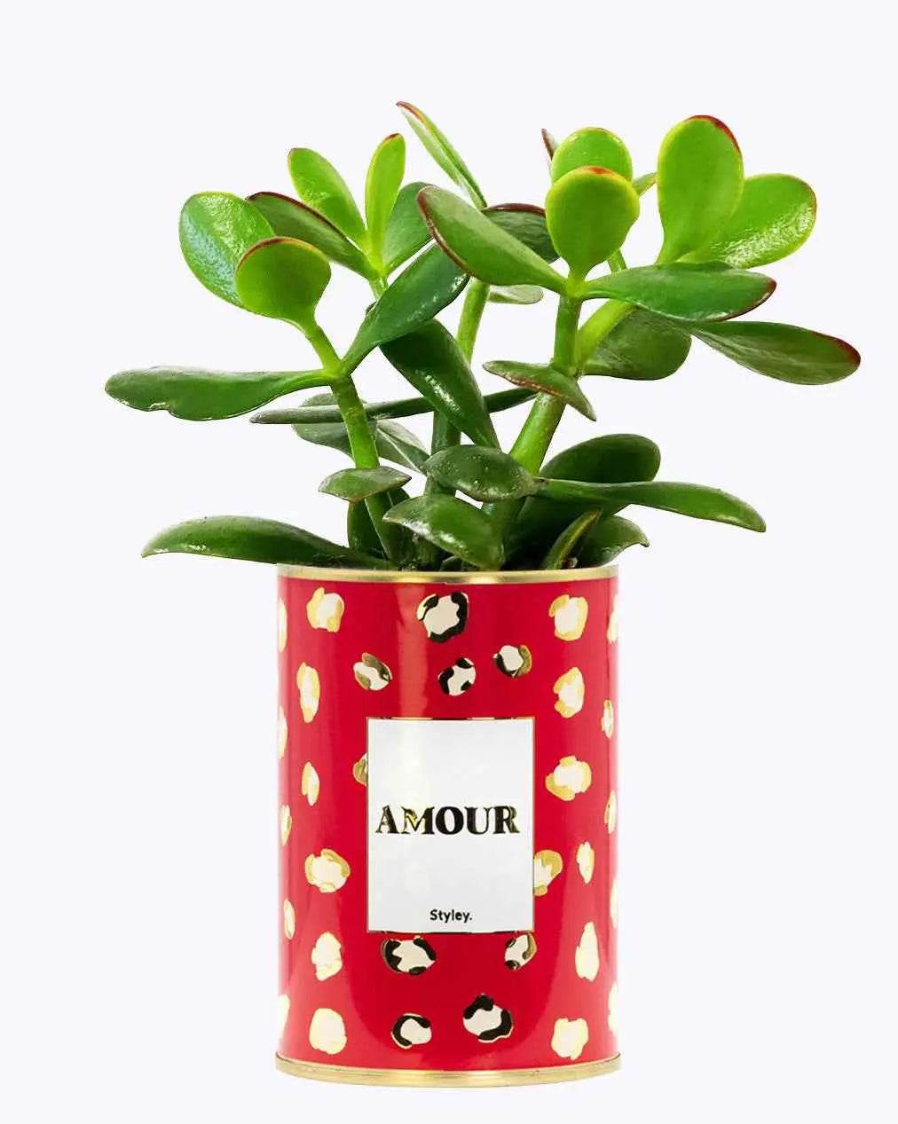 Amour - Plante - Finitions gold Crassula varié