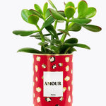 Amour - Plante - Finitions gold Crassula varié