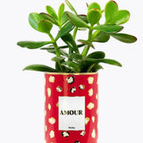 Amour - Plante - Finitions gold Crassula varié