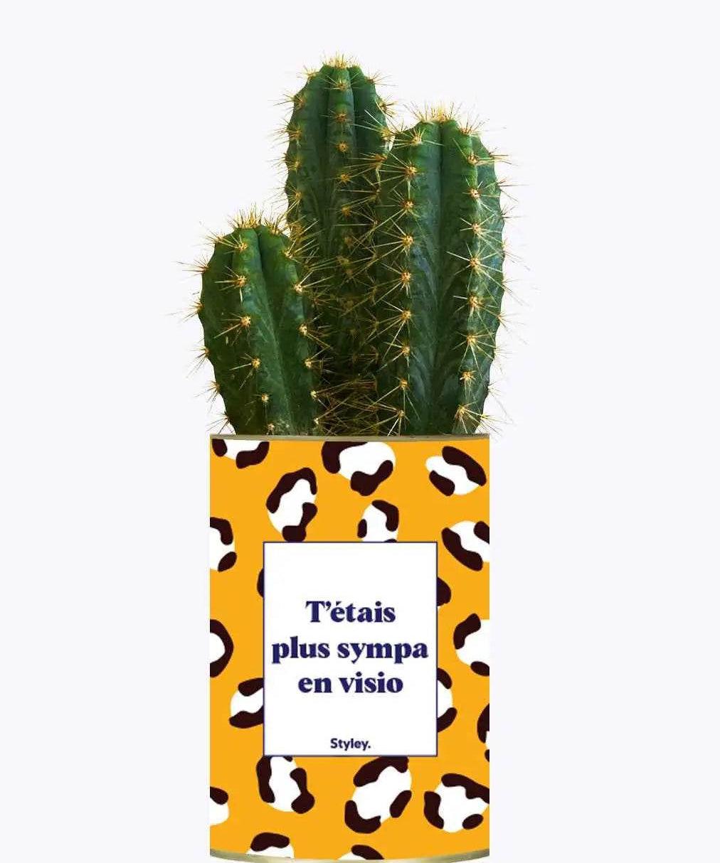 T'étais plus sympa en visio - Plante Cactus varié