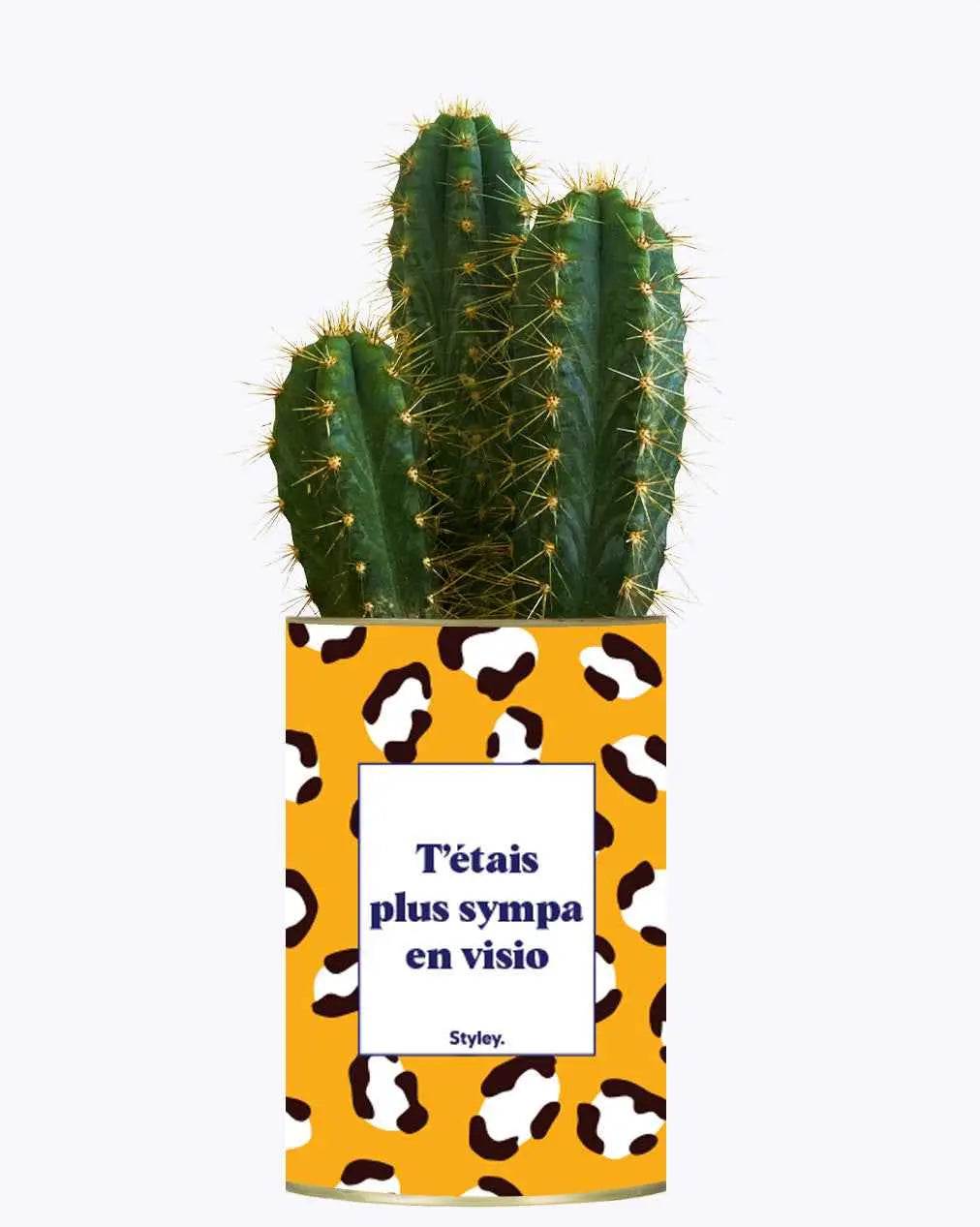 T'étais plus sympa en visio - Plante Cactus varié