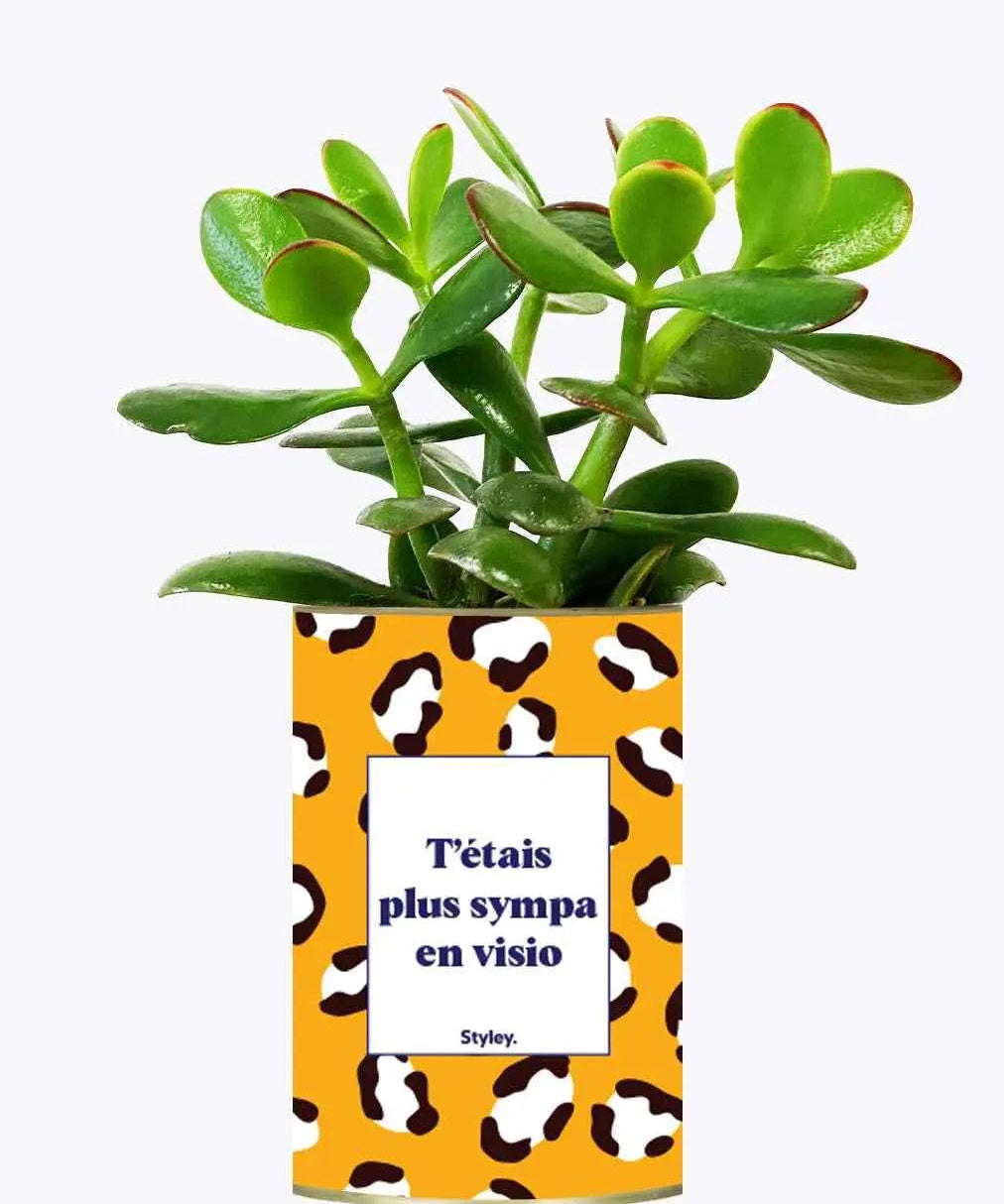 T'étais plus sympa en visio - Plante Crassula varié