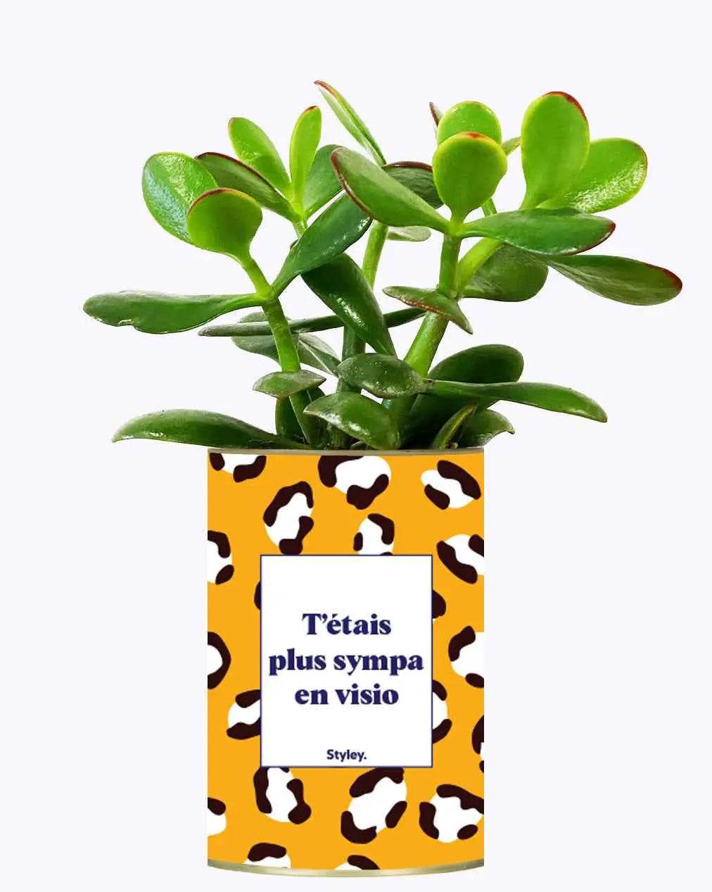 T'étais plus sympa en visio - Plante Crassula varié