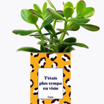 T'étais plus sympa en visio - Plante Crassula varié