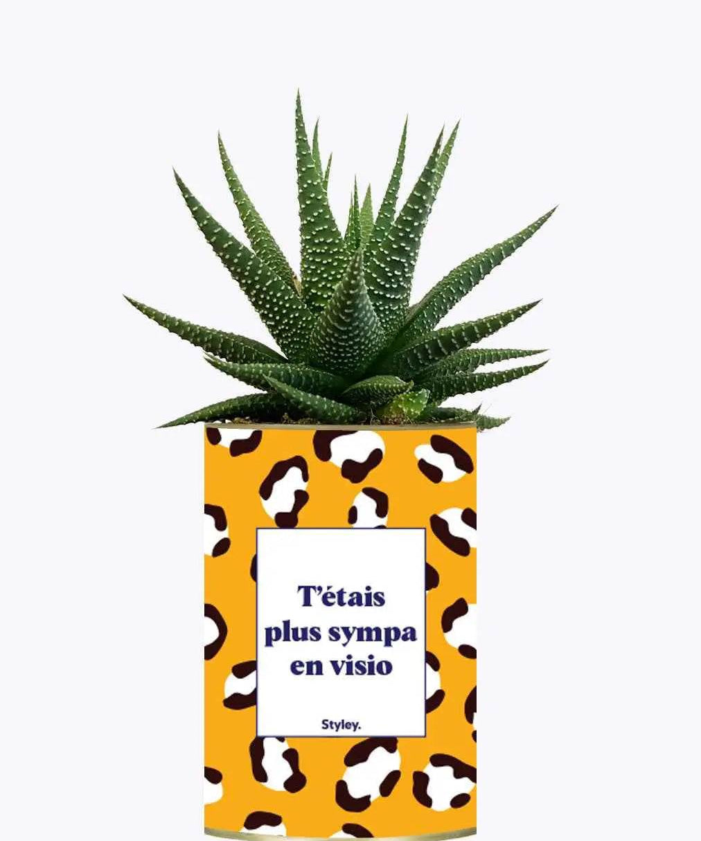 T'étais plus sympa en visio - Plante Haworthia varié