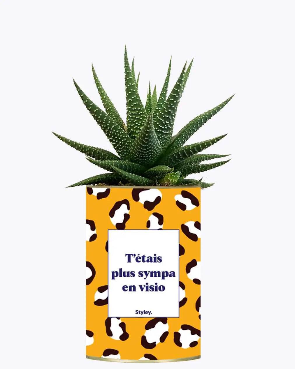 T'étais plus sympa en visio - Plante Haworthia varié