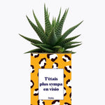 T'étais plus sympa en visio - Plante Haworthia varié