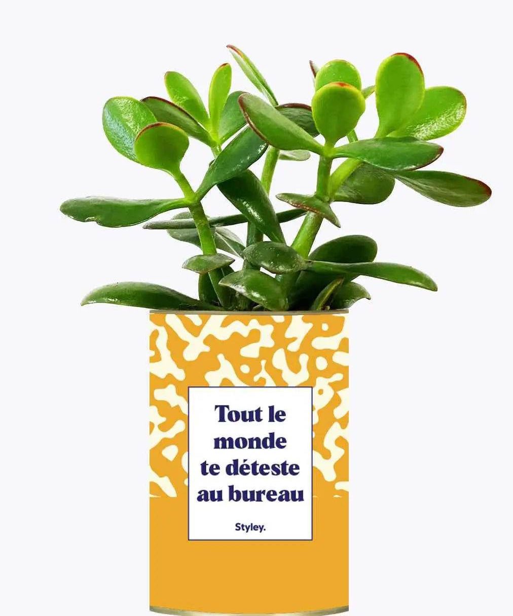 Tout le monde te déteste au bureau - Plante Crassula varié
