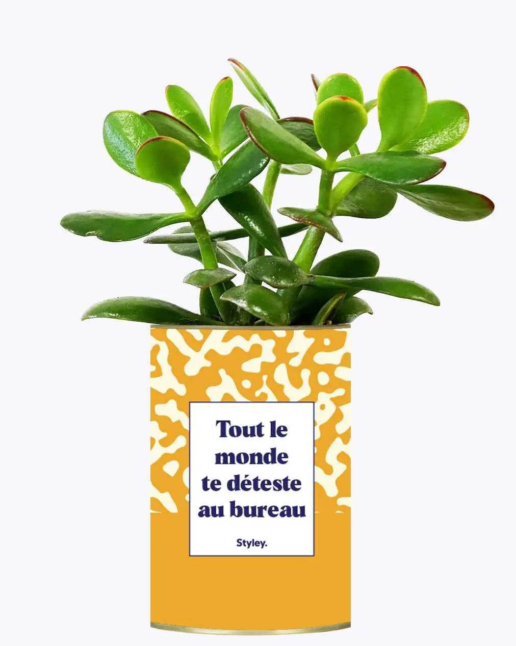 Tout le monde te déteste au bureau - Plante Crassula varié