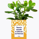Tout le monde te déteste au bureau - Plante Crassula varié