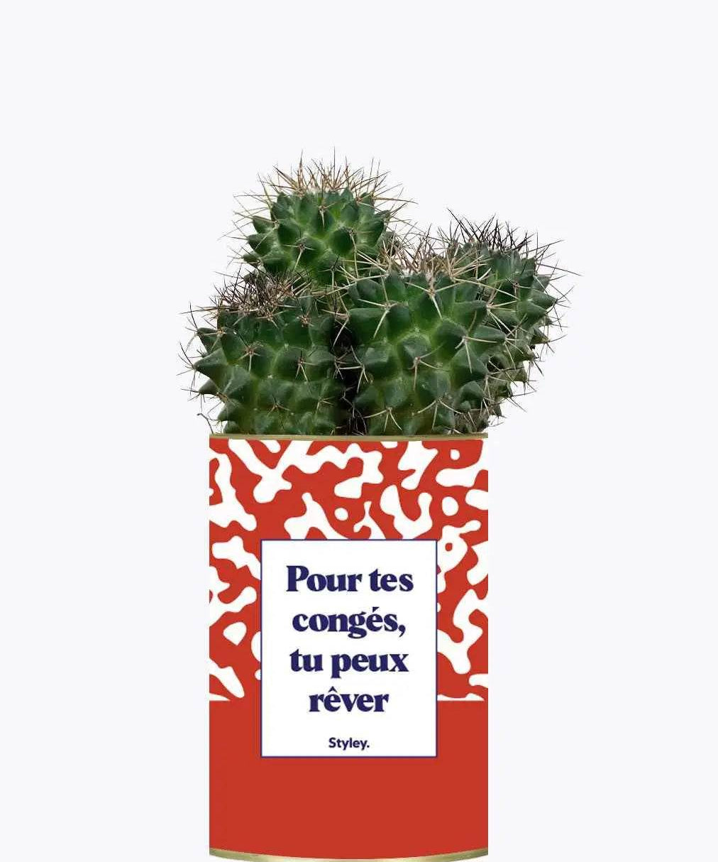 Pour tes congés, tu peux rêver - Plante Cactus varié