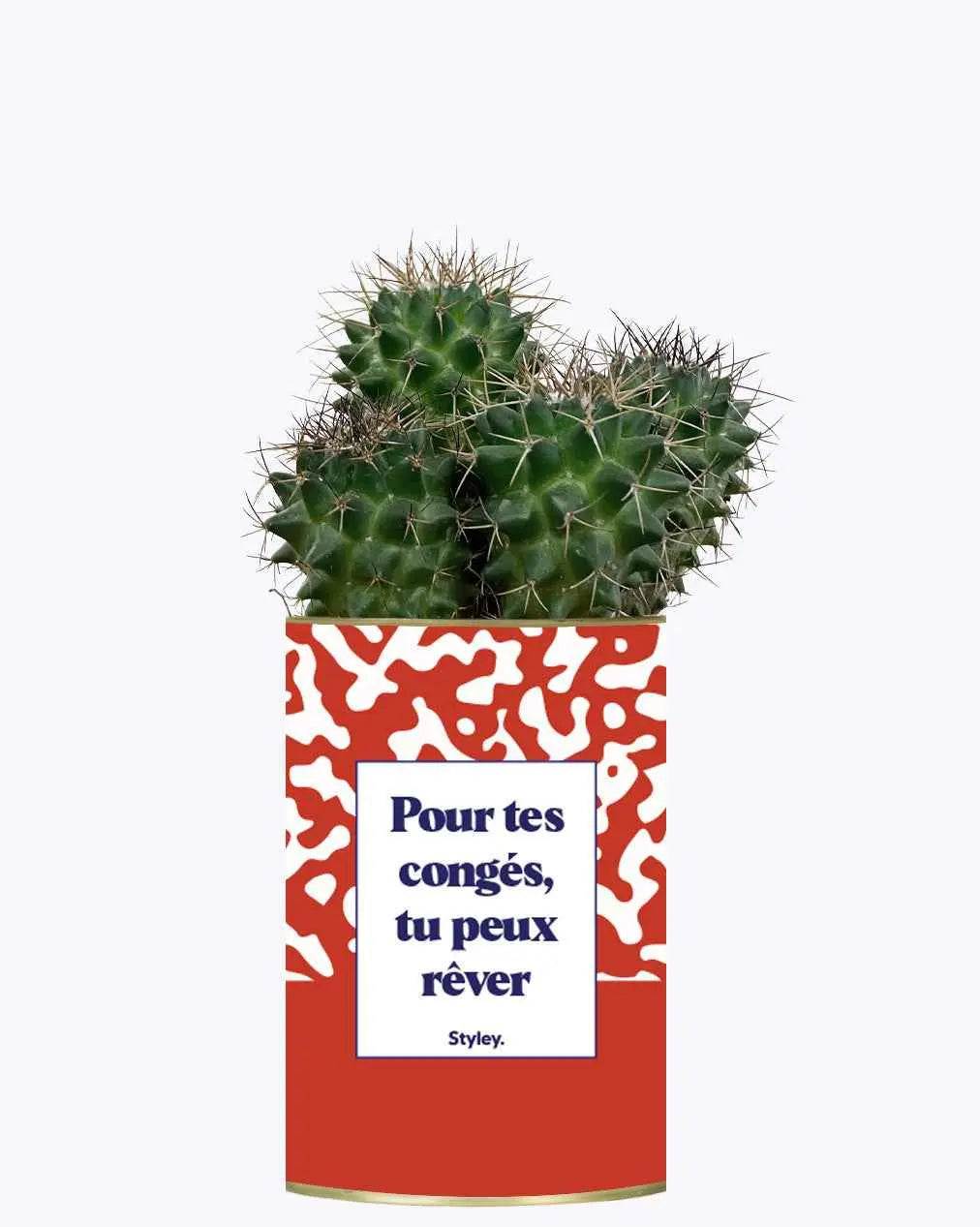 Pour tes congés, tu peux rêver - Plante Cactus varié