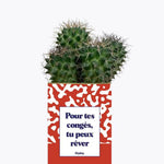 Pour tes congés, tu peux rêver - Plante Cactus varié