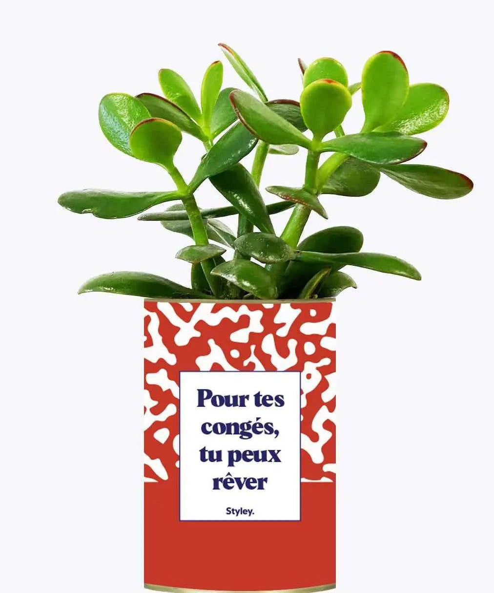 Pour tes congés, tu peux rêver - Plante Crassula varié